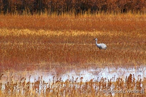 Lone Sandhill Crane_73011.jpg - Sandhill Crane (Grus canadensis) photographed in the Bosque del Apache National Wildlife Refuge near San Antonio, New Mexico USA. 